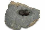 Pelagic Trilobite (Cyclopyge) Fossil - Huge Eyes #316119-3